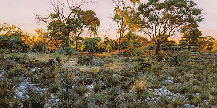 Sunrise in the Scrub