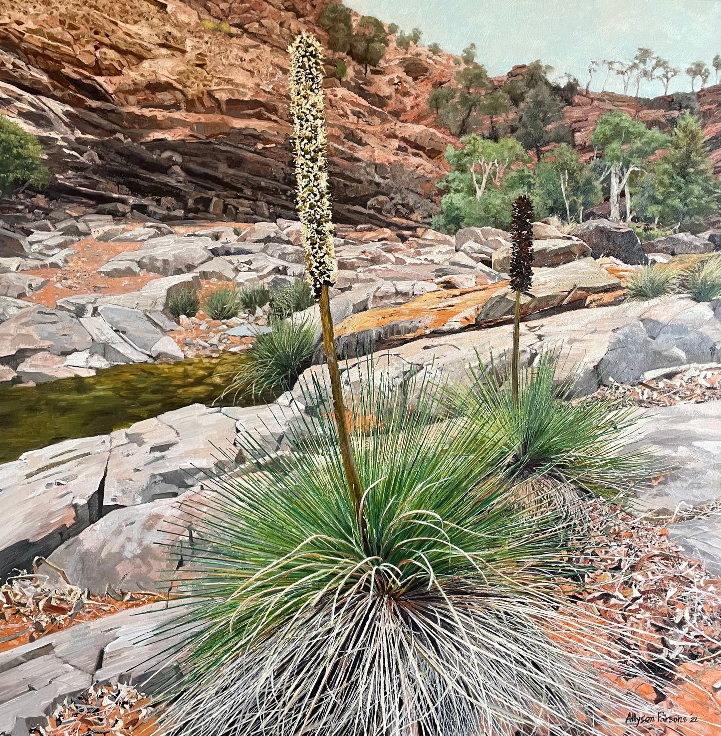 Grass Tree, Blinman Pools